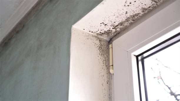 Best Emergency Mold Removal  in Winner, SD