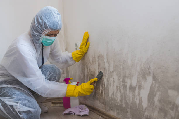 Best Mold Cleaning Services  in Winner, SD
