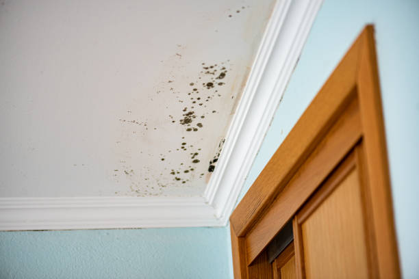Best Crawl Space Mold Removal  in Winner, SD