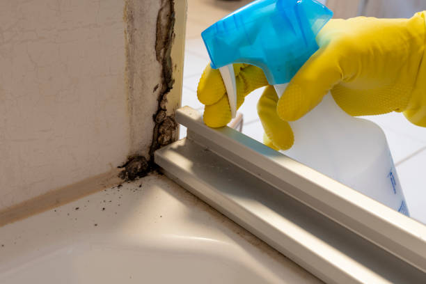 Best Affordable Mold Removal  in Winner, SD
