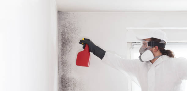 Best Black Mold Removal  in Winner, SD