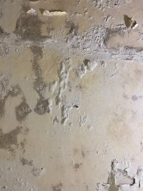 Best Office Mold Removal Services  in Winner, SD
