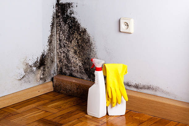 Best Professional Mold Removal  in Winner, SD